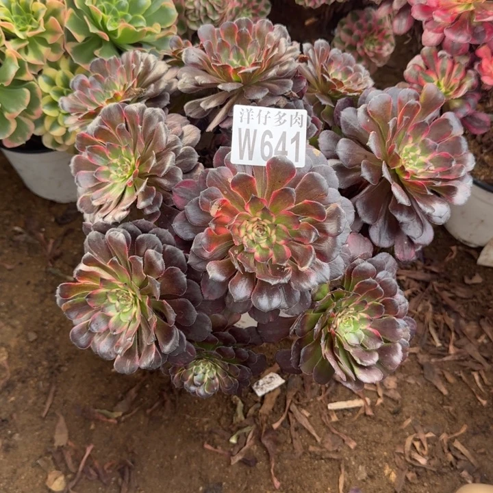 红金刚641官服30左右2