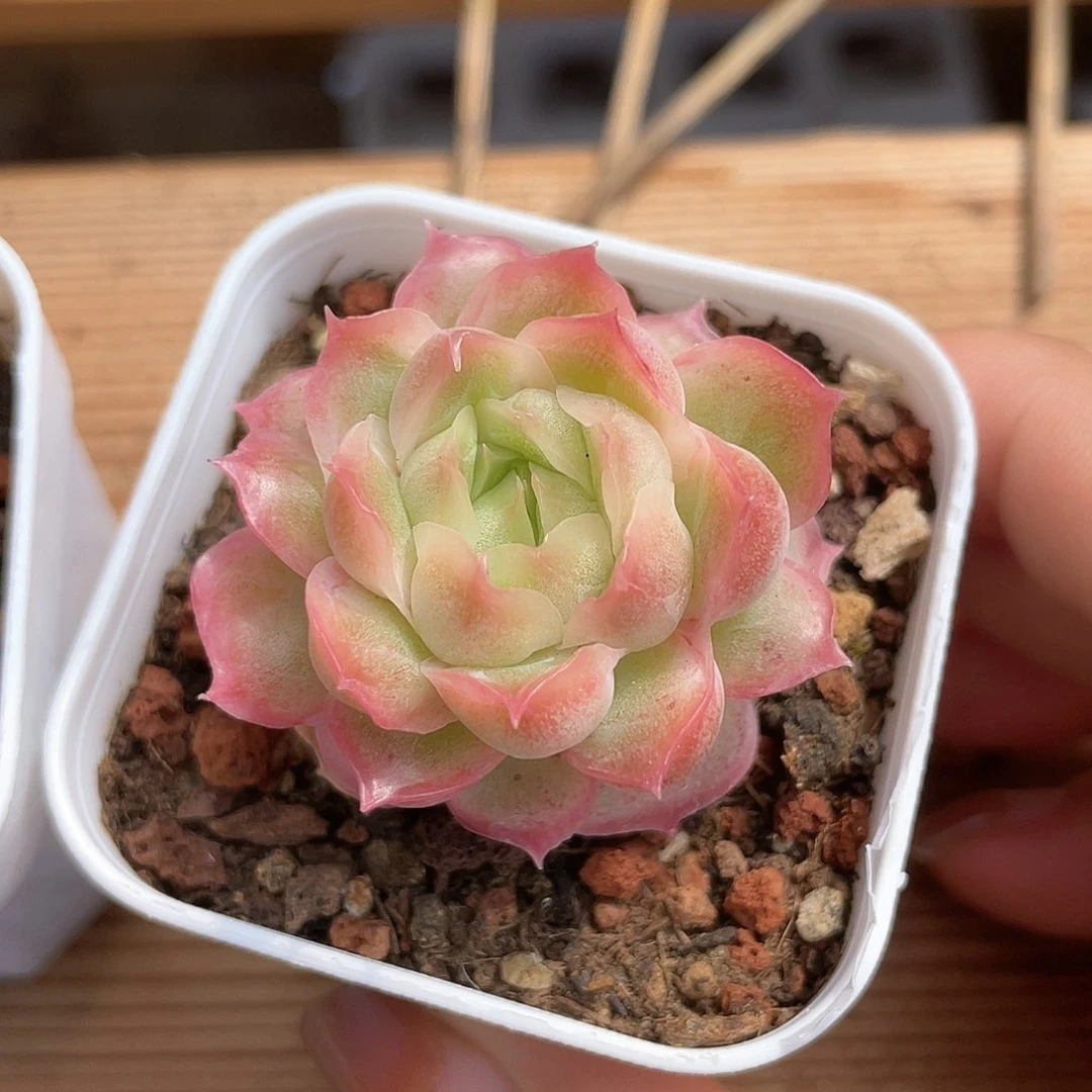 优选水晶虾饺493