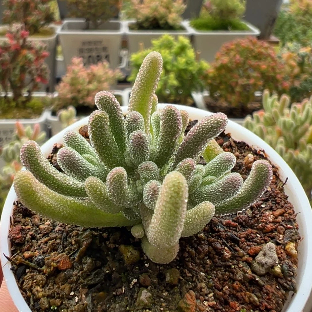 10-355白闪光五圆盆淡粉紫色