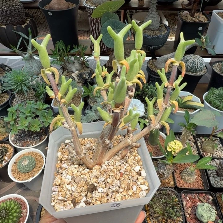 怪奇鸟435 仙人球