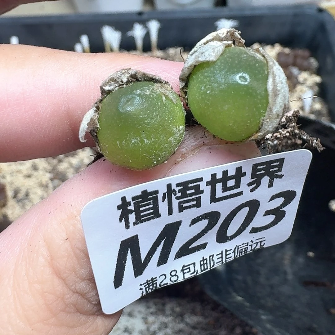 多肉植物的润泽地f