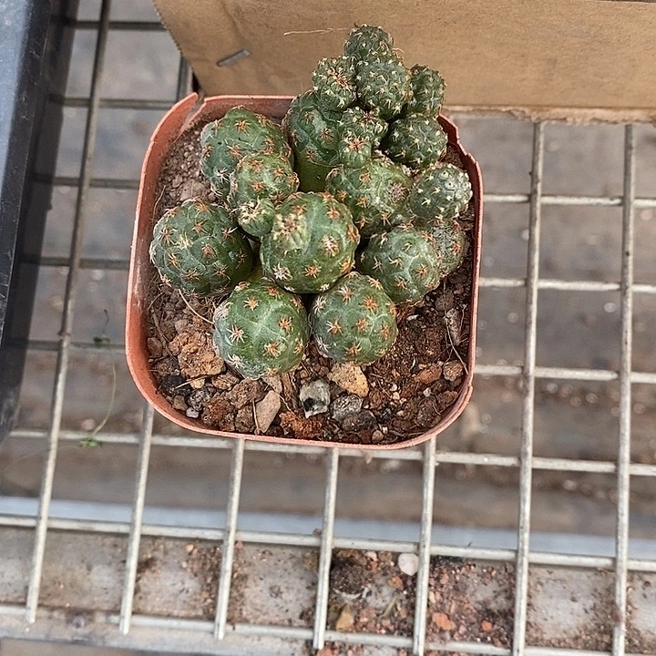 漂亮仙人球一物一拍