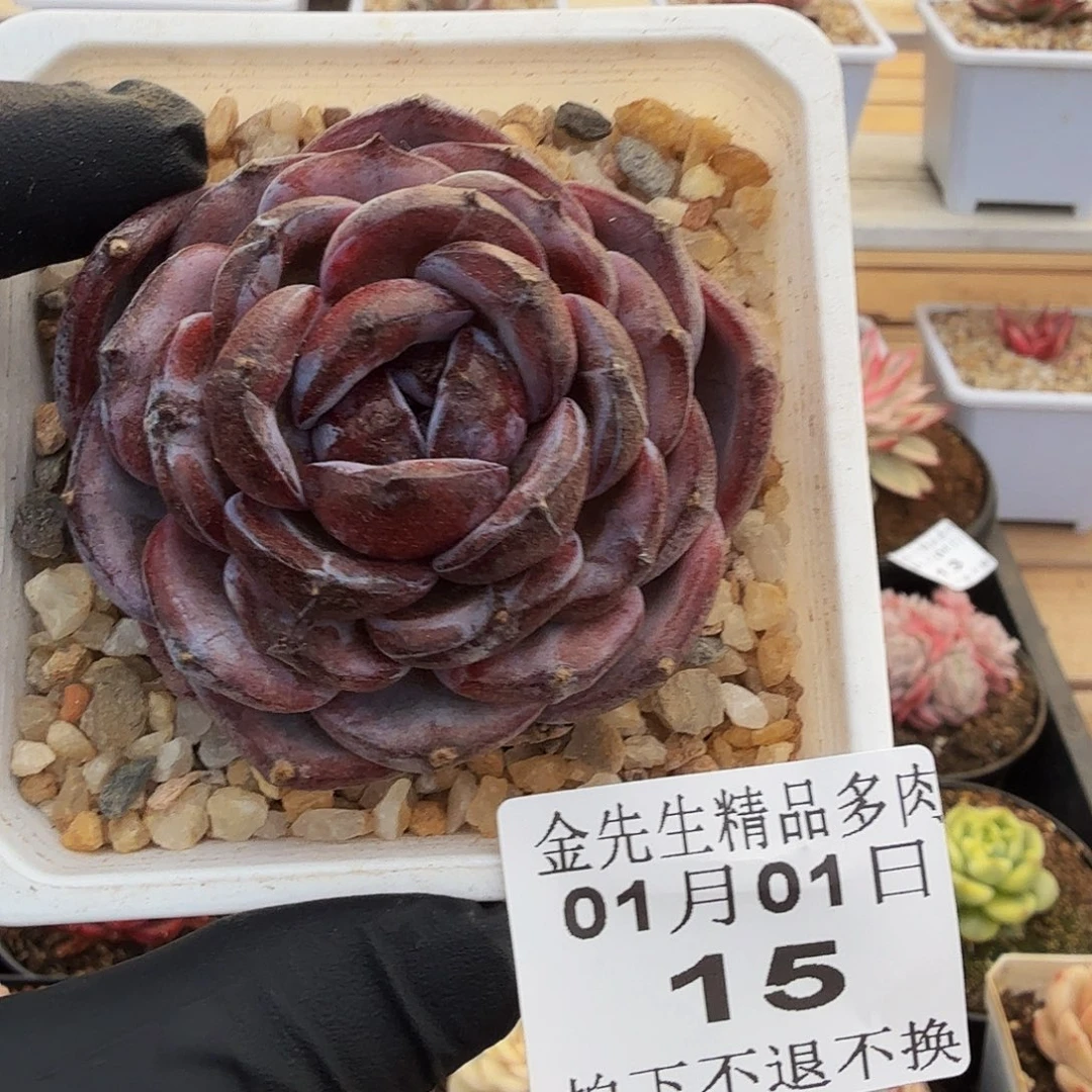 0101-15黑橙石化单头