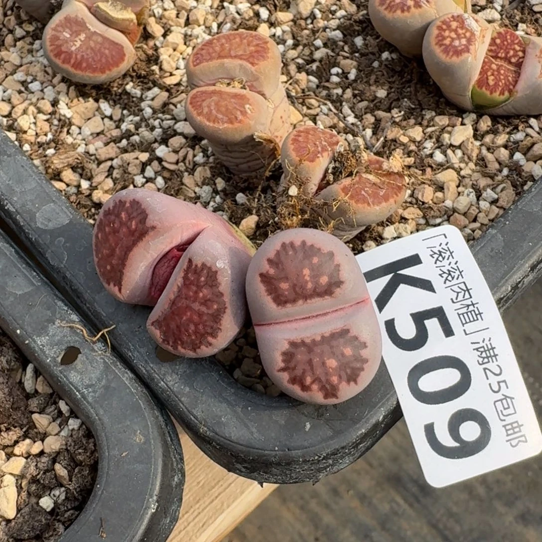 脚*K509紫菊回交三年多肉