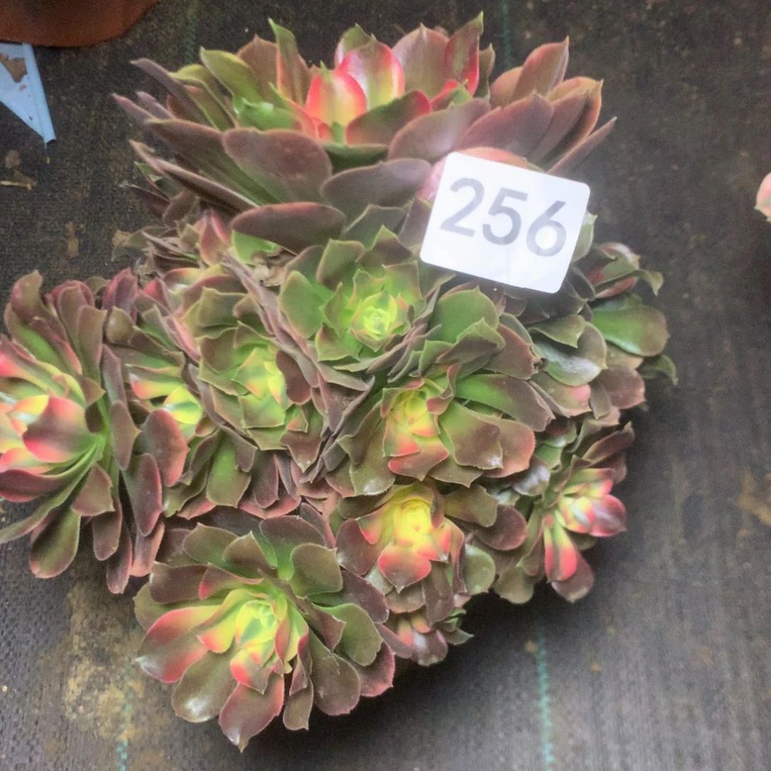 胡***姐256香妃多多肉植物