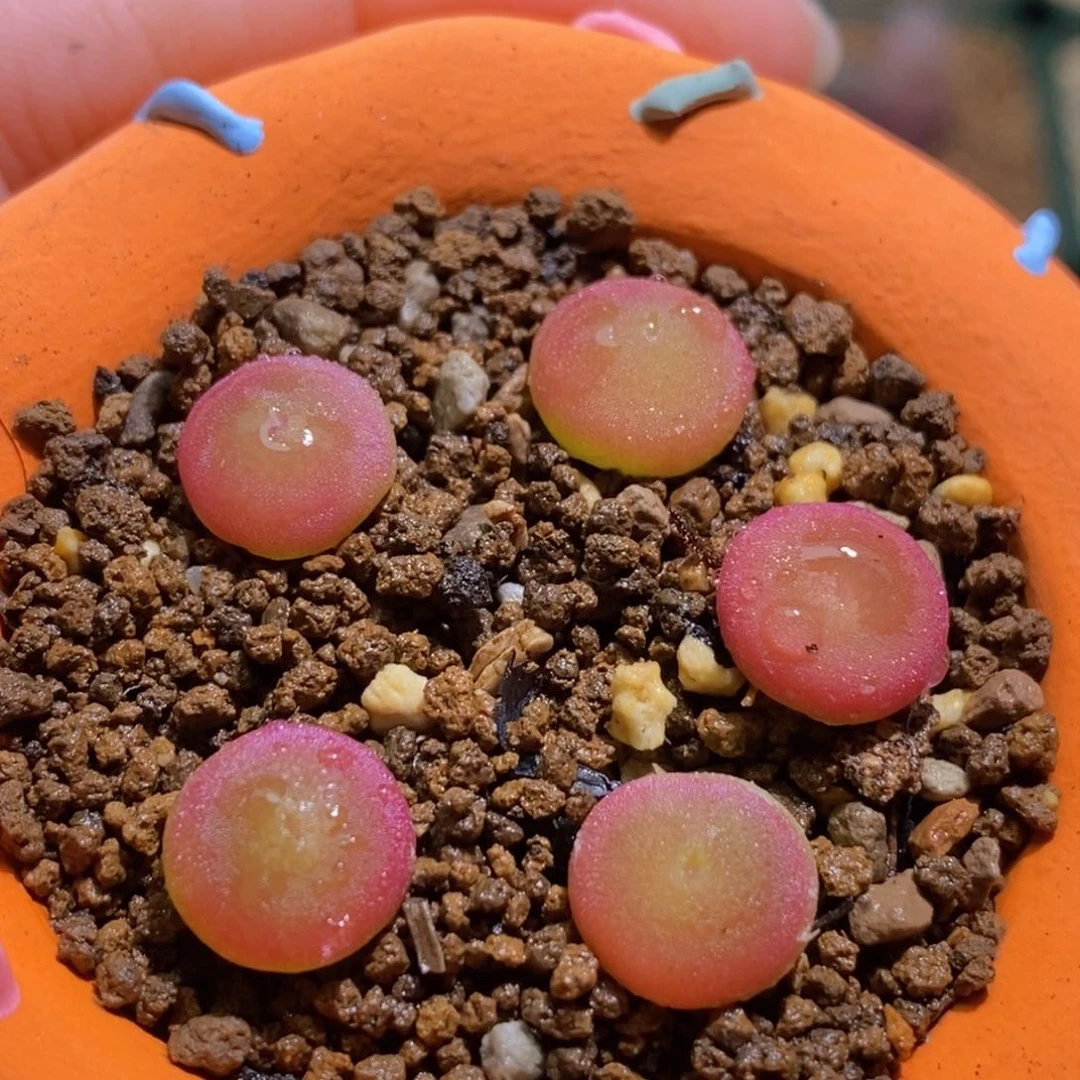 i*包2-2016h k h k h k