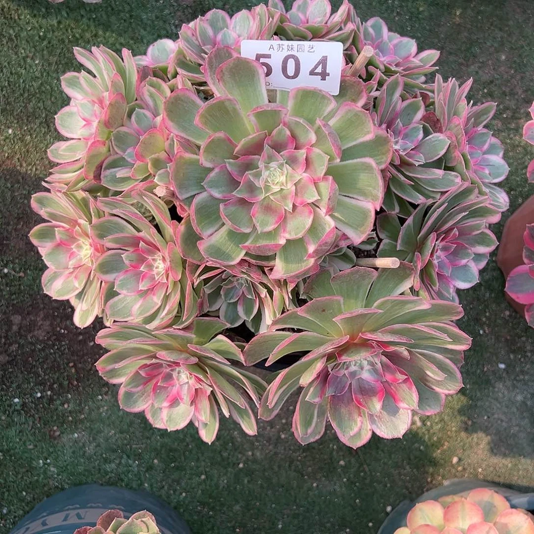 无花朵504孔雀翎法师