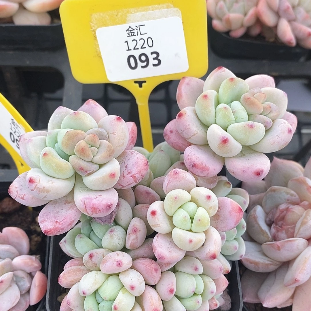 福利多多。1220093