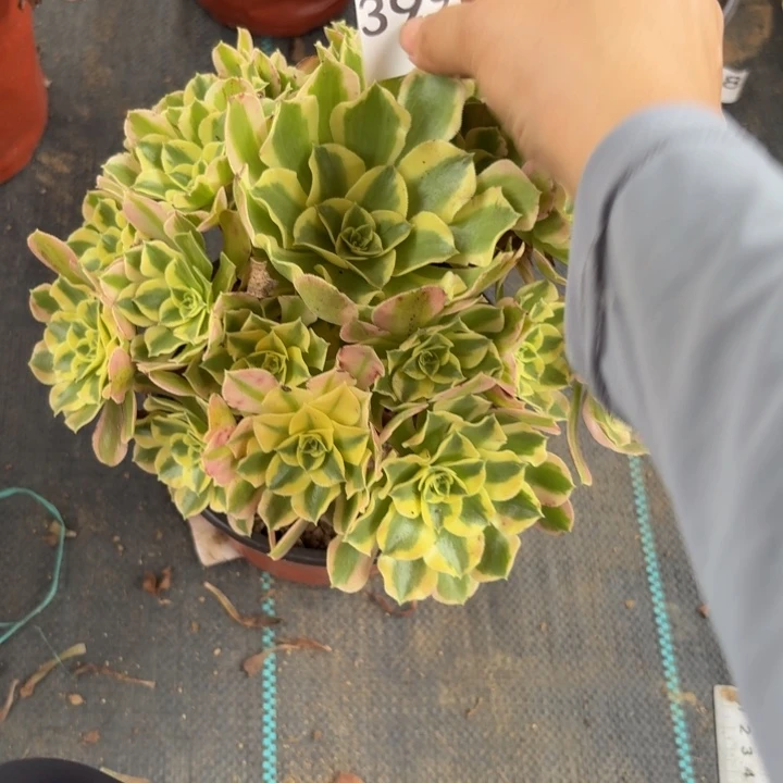夜罗刹多肉植物不包损399小棵