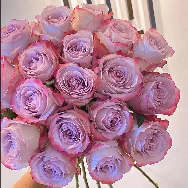 云南直发高贵冷艳【气场】紫玫瑰40公分发货