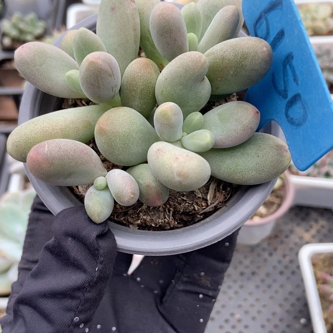 6150糖果美人多肉植物