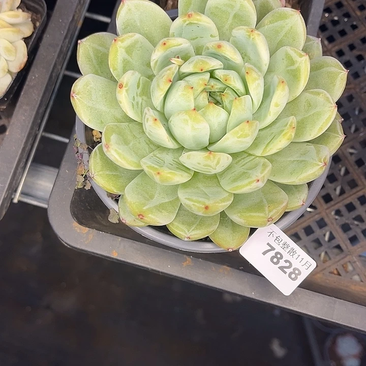 阿雅园艺。         7828大