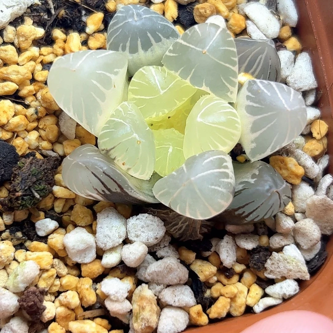 霍***子糊斑地泉锦十二卷多肉