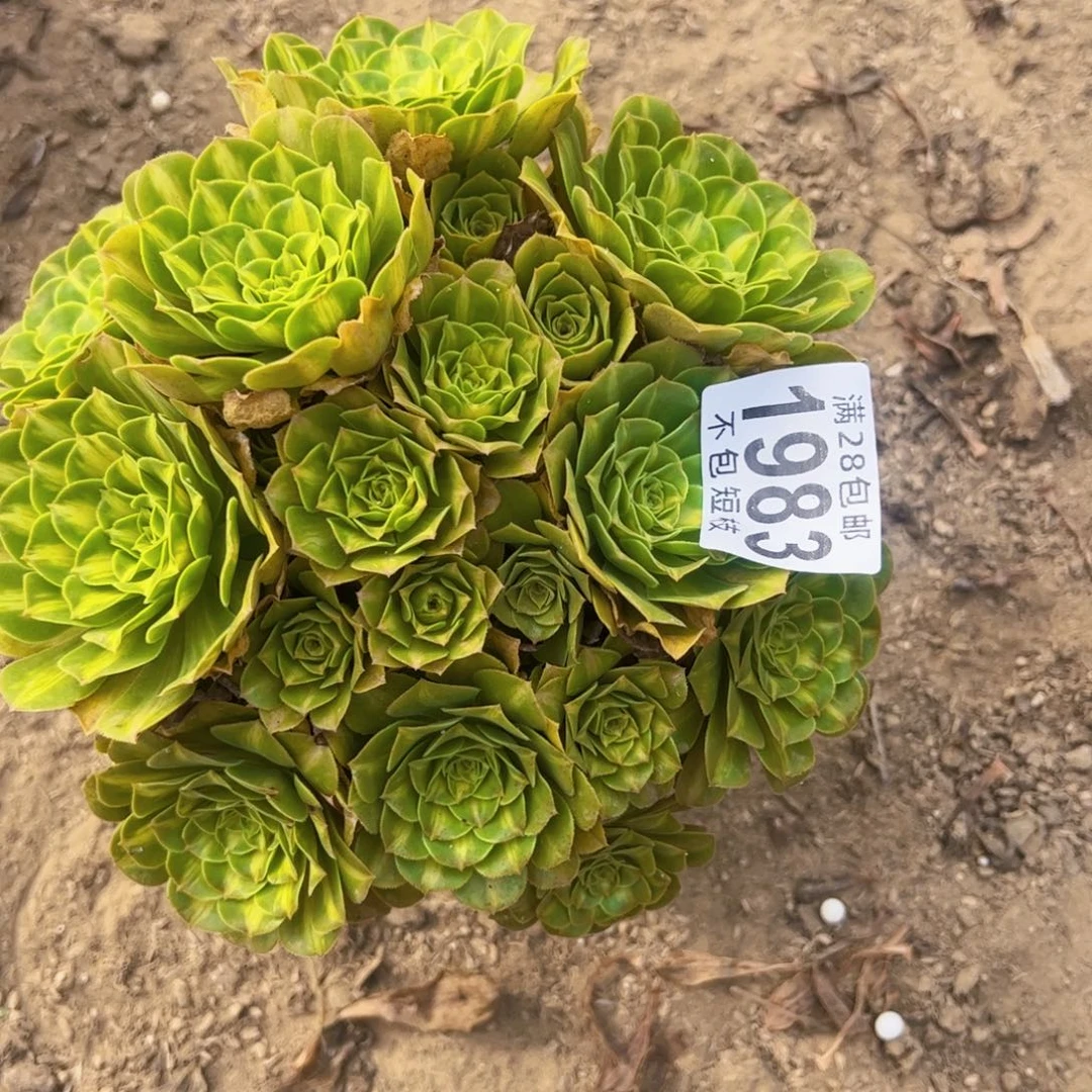1983粉翠流离多肉植物