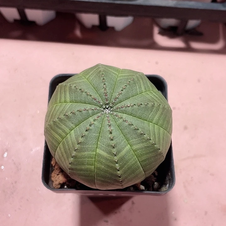 884处理大单头欧布