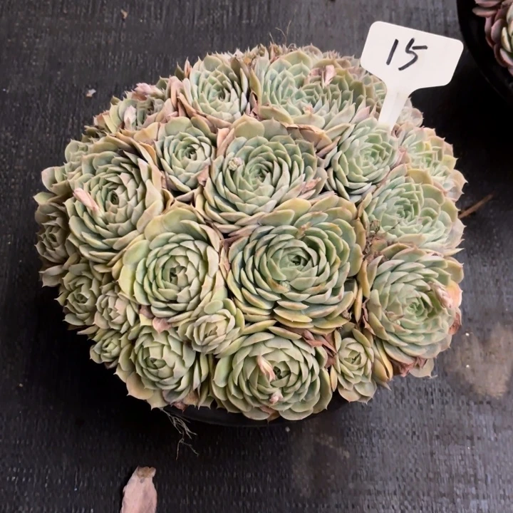 小***太多肉植物，昂斯若15号