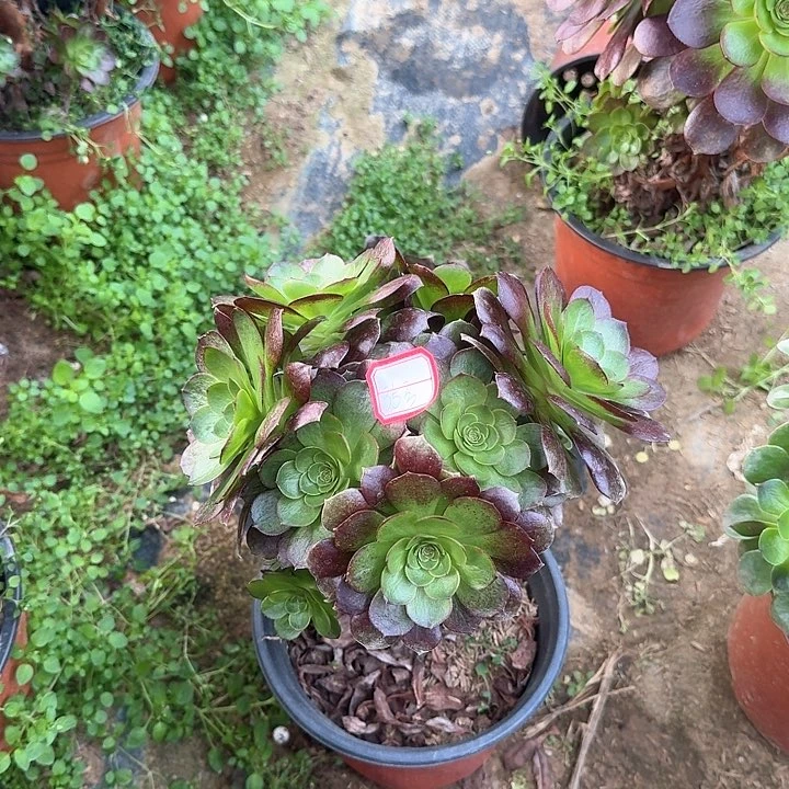 多肉植物法师35号无售后