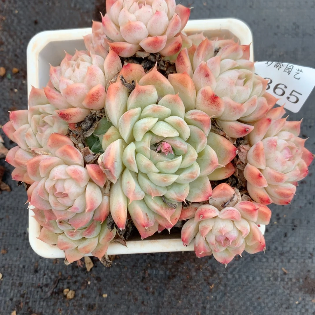 2365杂交多肉老桩