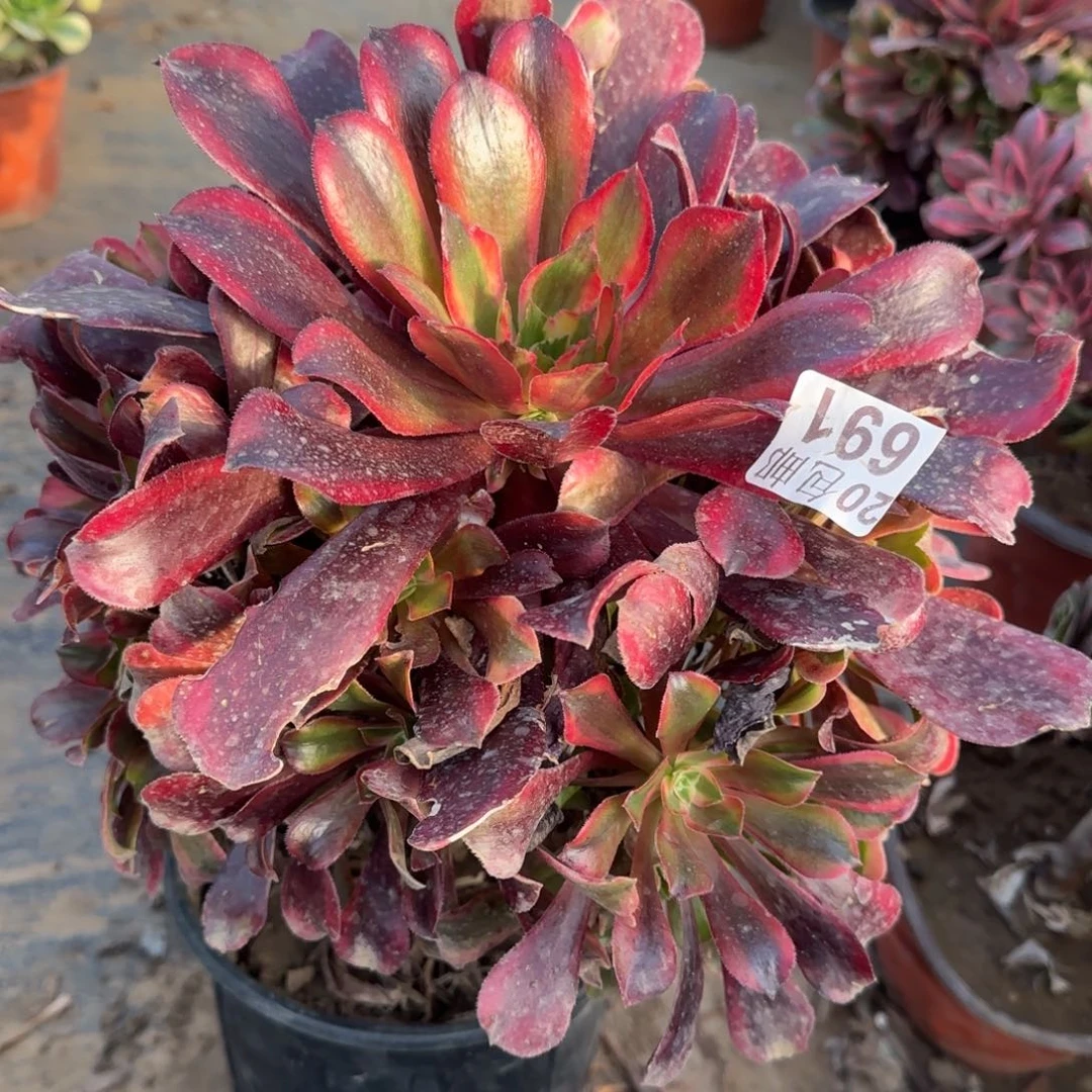 蒙娜丽莎691满20包邮断枝不包