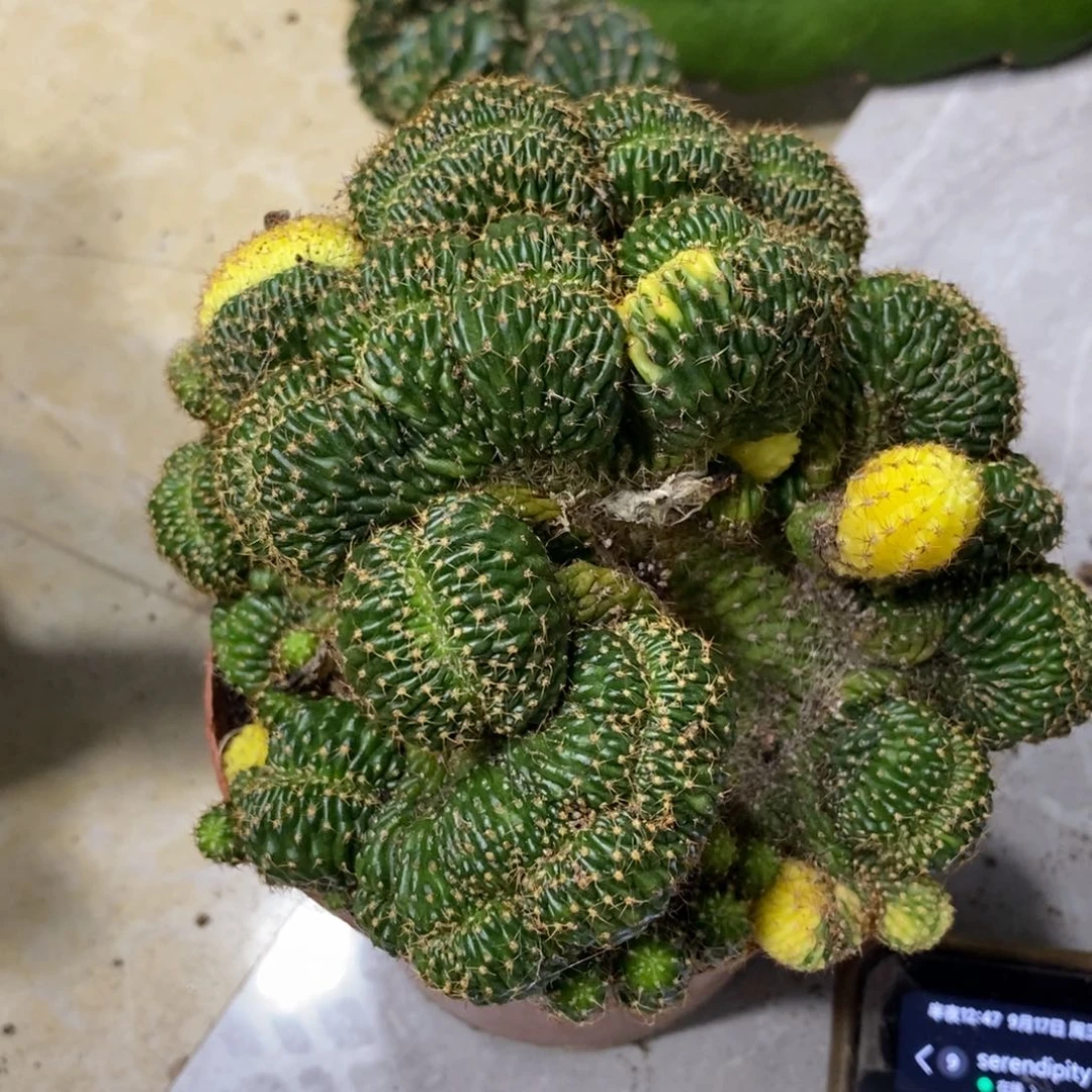 新品丽花缀化锦一物一拍2
