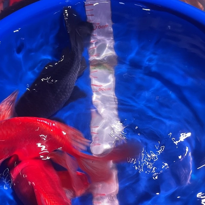 蝴蝶鲤一对一挑选直播间