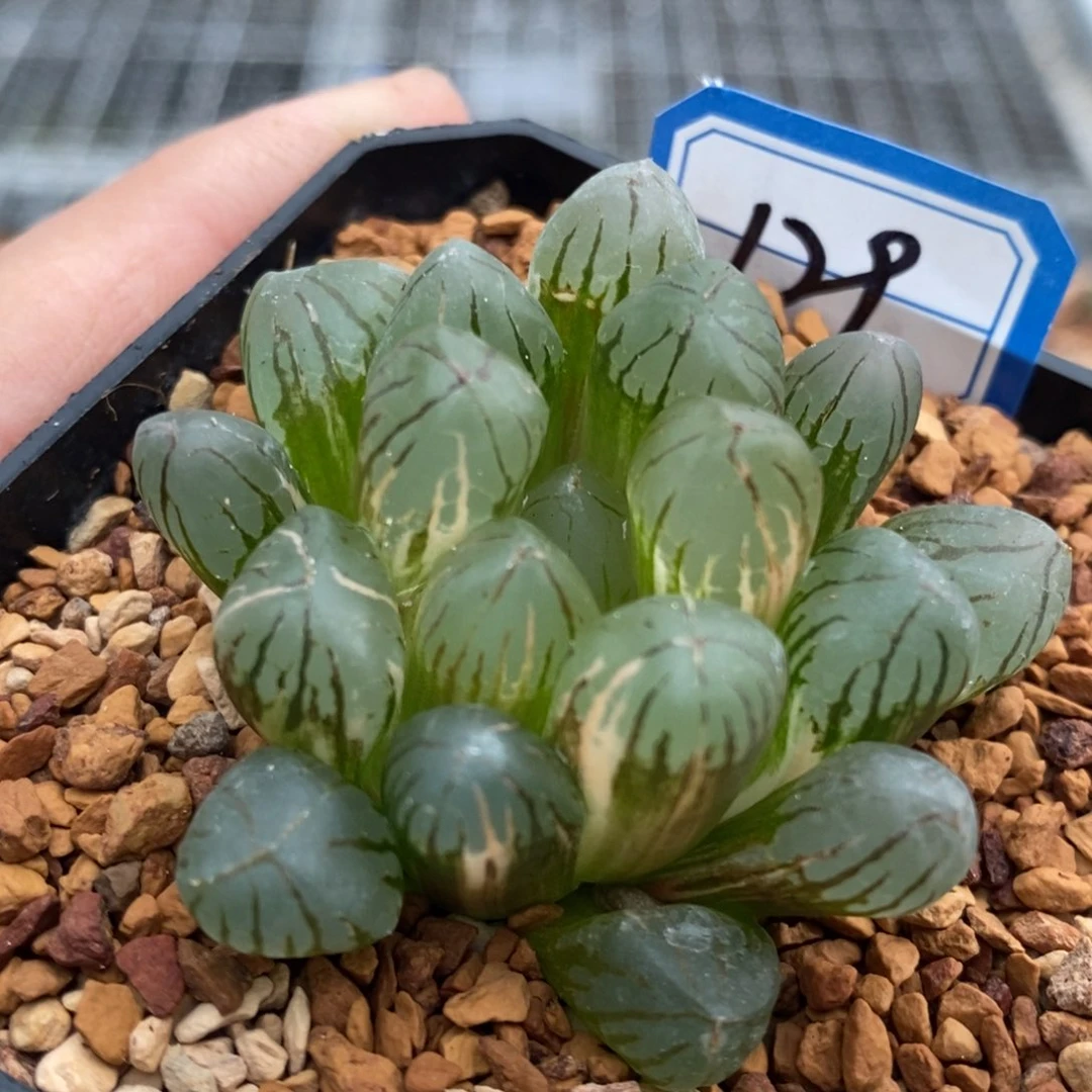 129号红太阳玉露锦带盆