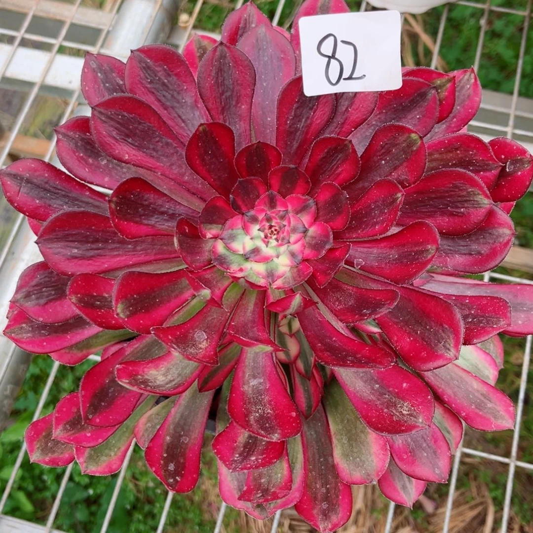 一物一拍多肉法师82