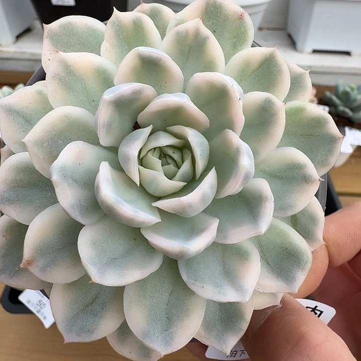 雪球锦11111116-44