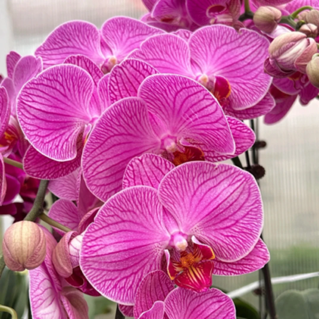 蝴蝶兰【玉玲珑】花色鲜艳 室内花花 广州基地直发