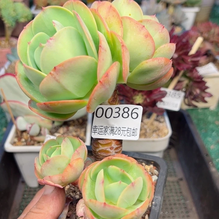 幸运的是我的朋友们