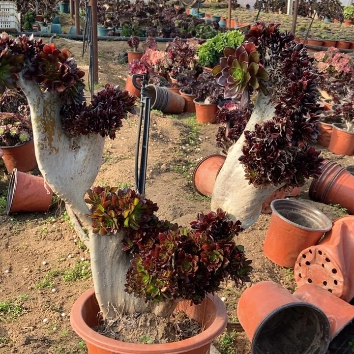 ?****缘1111111黑法师缀化老桩