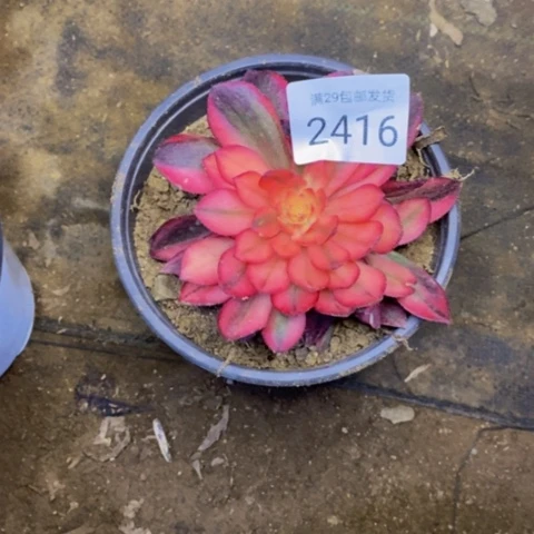 黑魔锦多肉植物2416