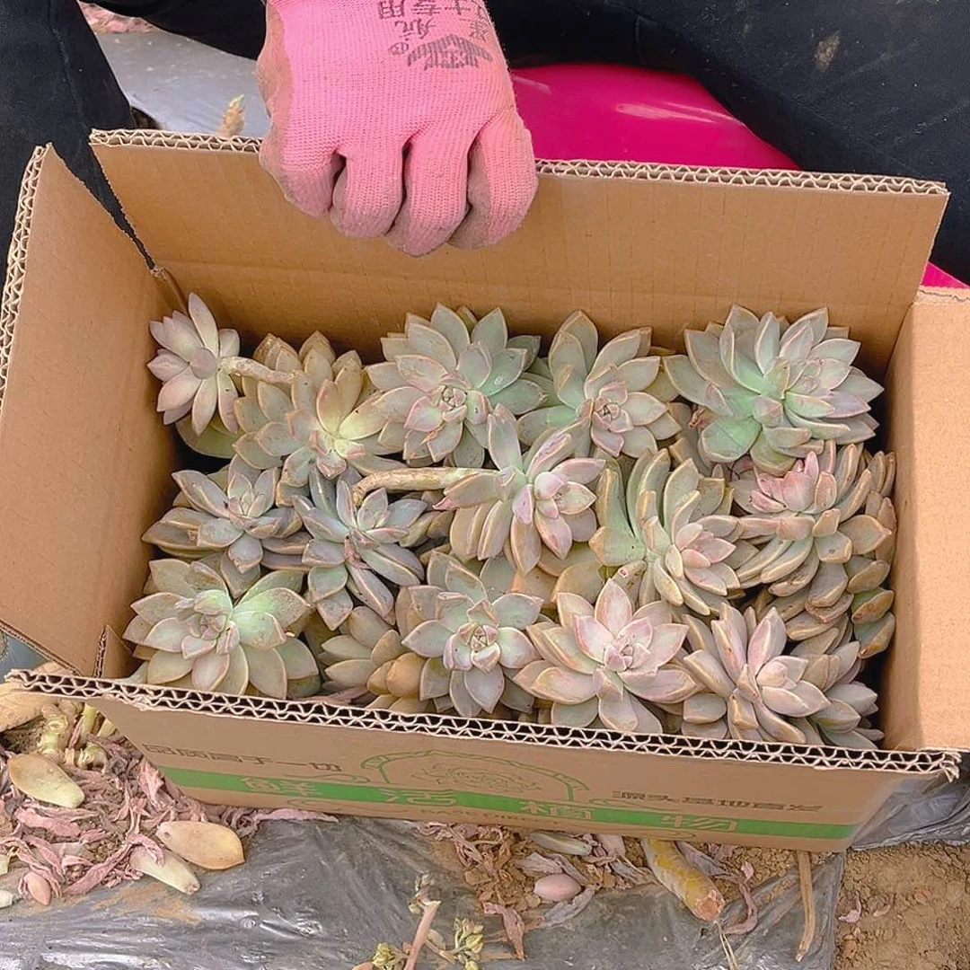 淡雪断肢断头不售后，有小虫介意慎拍