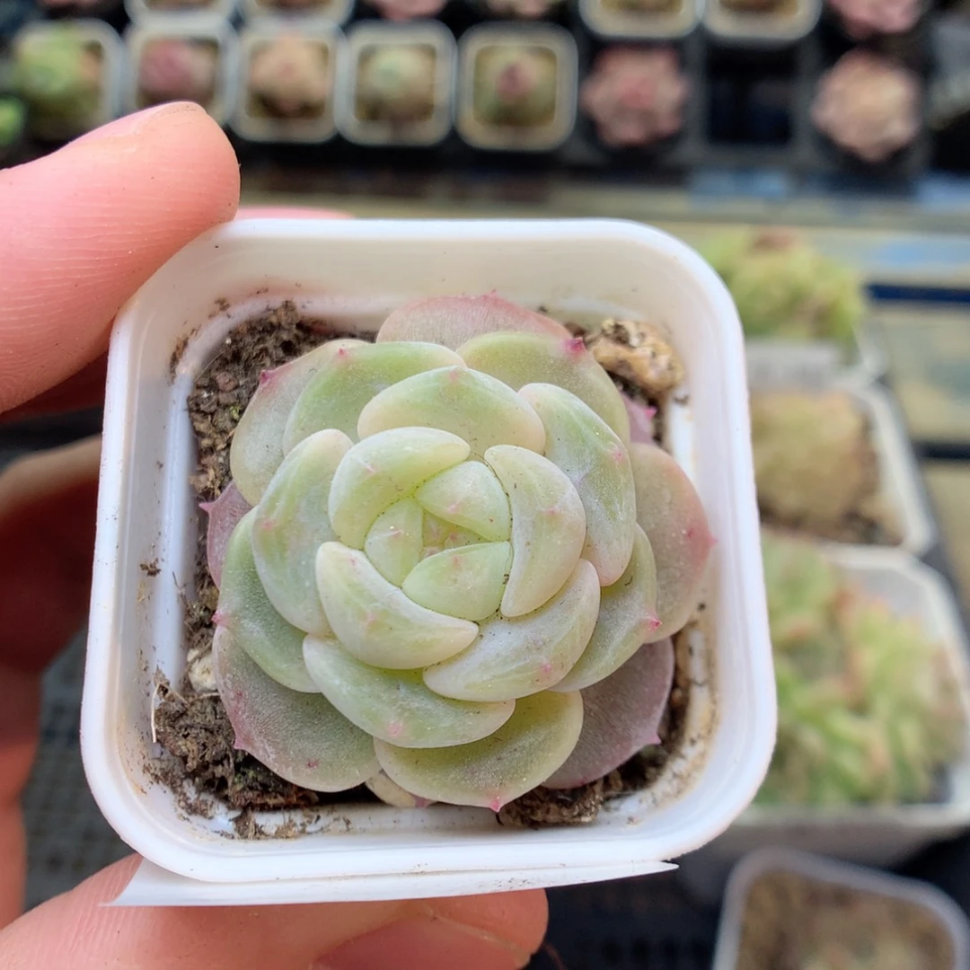 E1 ，20包邮两天凑单