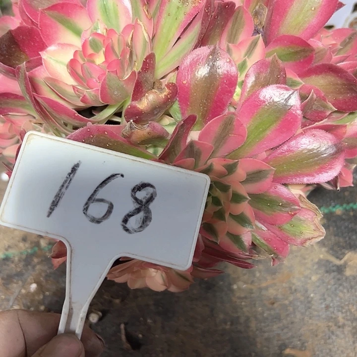 多肉植物的女巫不售后