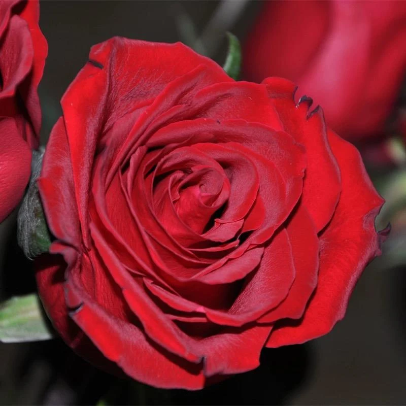 【传奇2加仑独颗】切花红玫瑰阳台庭院好养护抗病性强花卉绿植月季