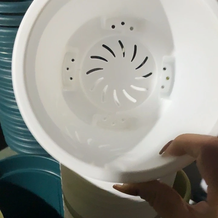 球根1号纯白无托10个