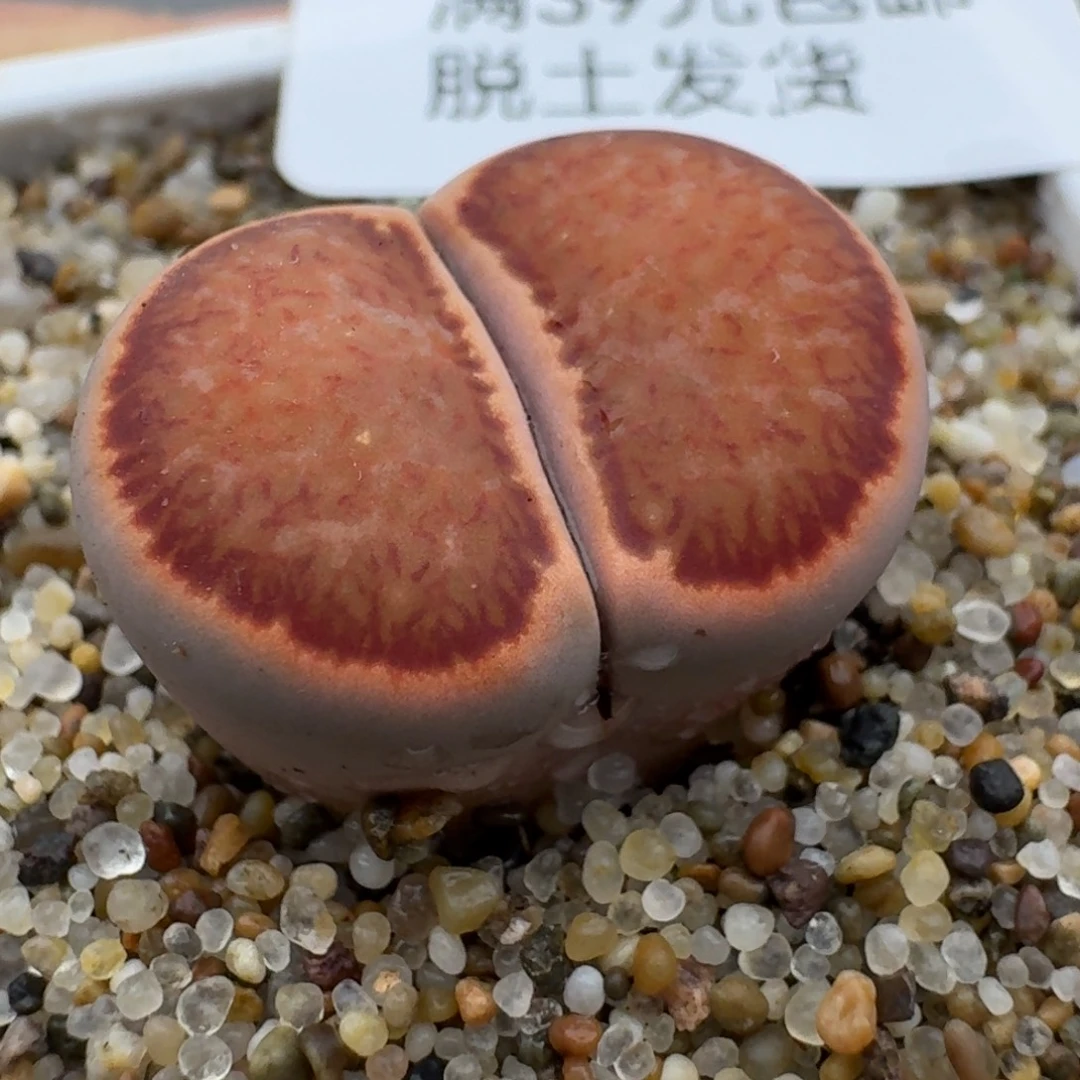 708多肉哈哈哈哈哈哈哈哈哈