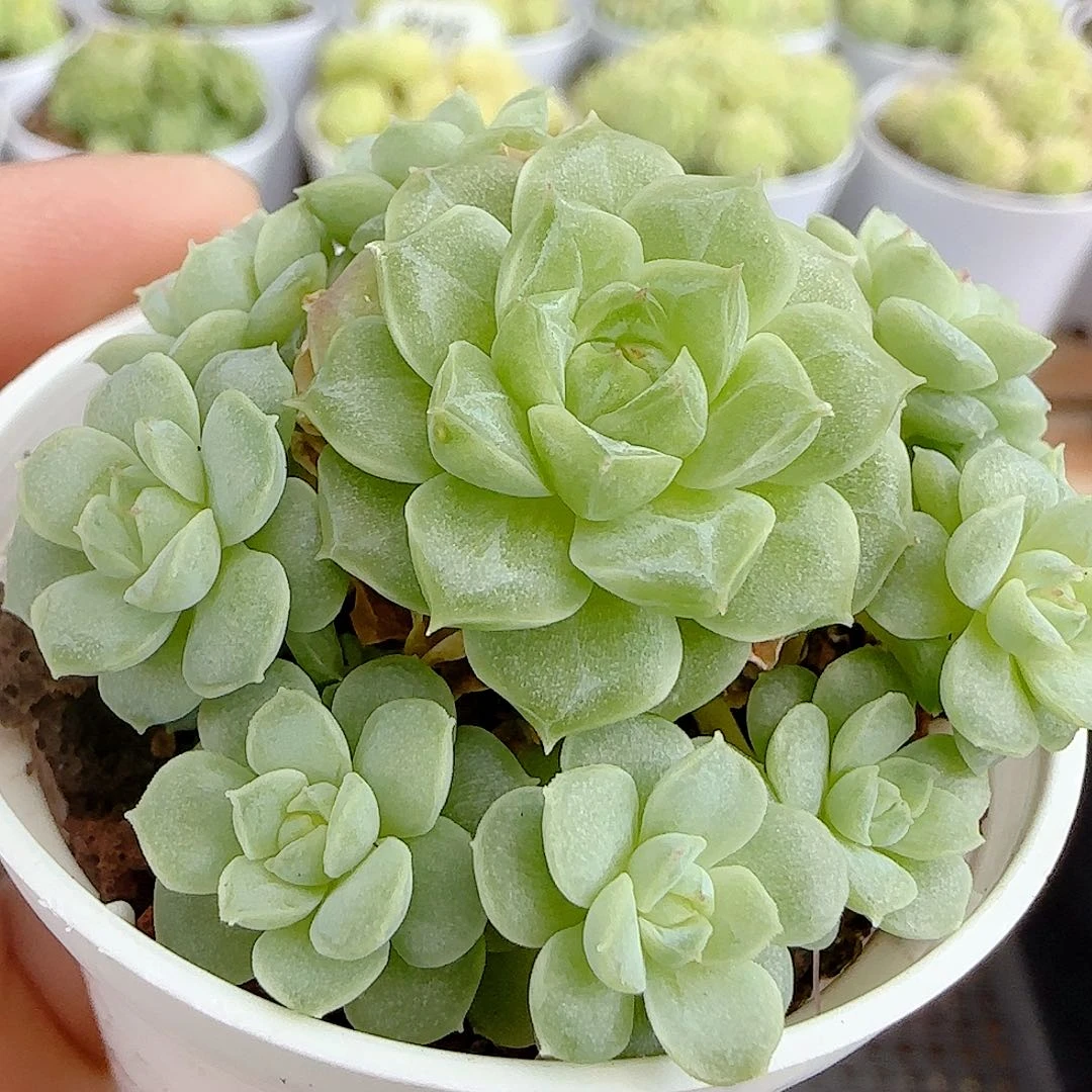 【闪购商品】0916-87女王优选