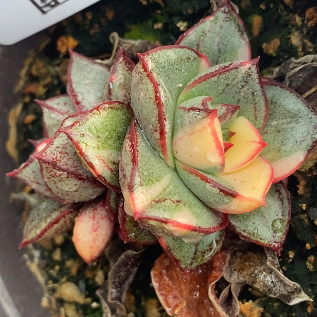 982麒麟座锦双头花脸
