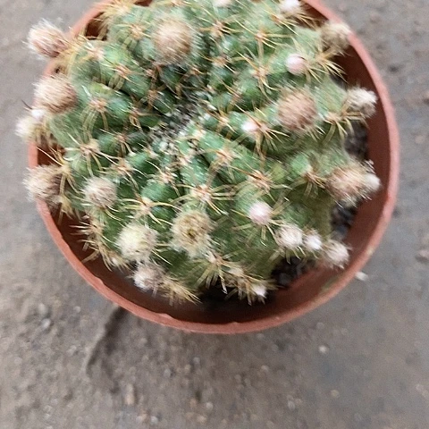 红丽花丽花245523