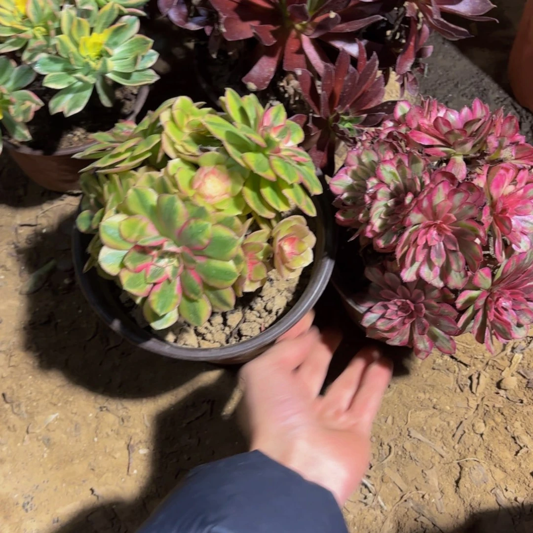 倾城白月光9.9多肉植物