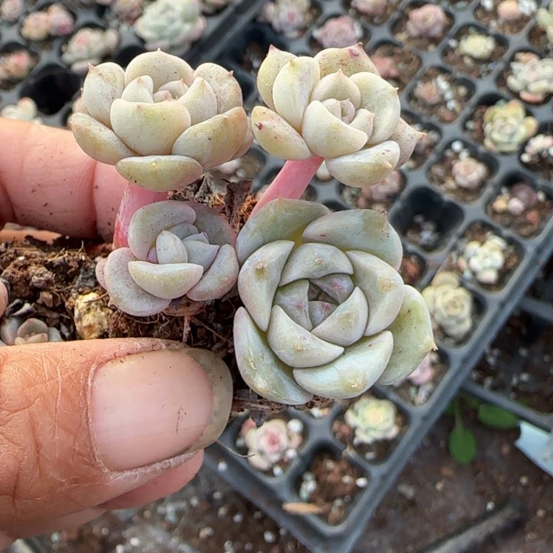 多肉小卡拉米糖心一物一拍