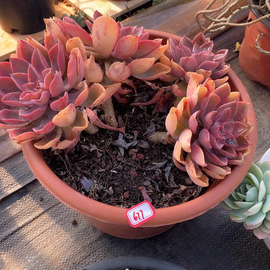 677高贵一物一拍多肉