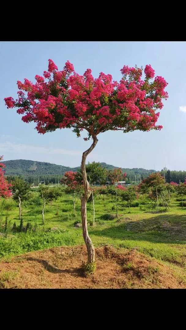 沂蒙山小叶紫薇花绿植海棠，花期久，耐寒品种，南北方都可以栽