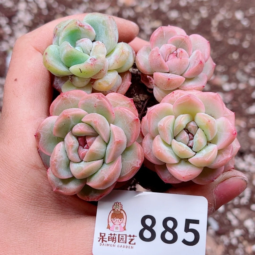 当前无花朵，栽培后可花朵