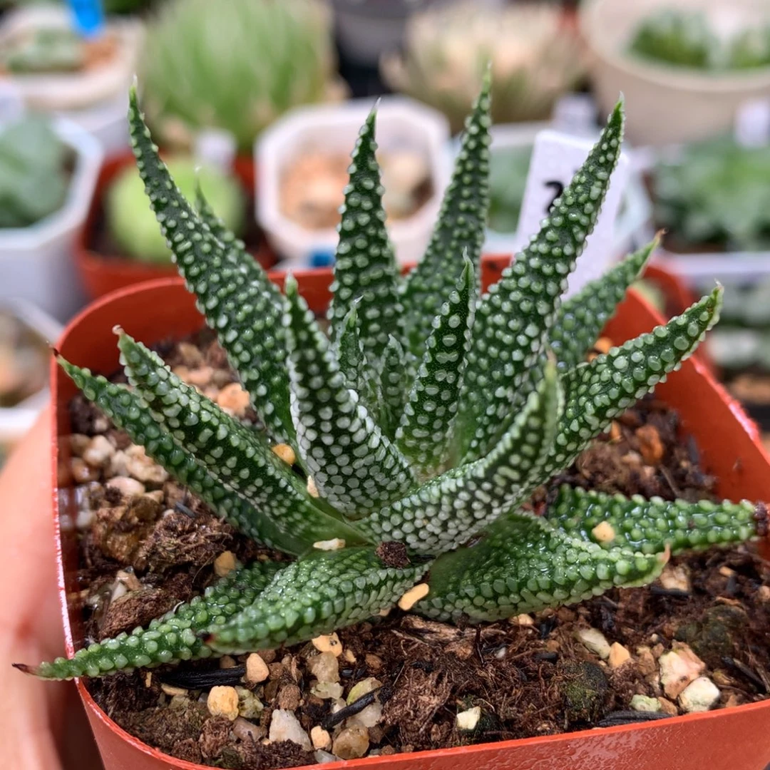 地上星硬叶，带盆一起