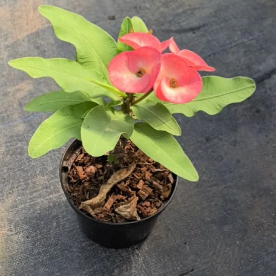 半***后完全开放桃花落直播间一物一拍