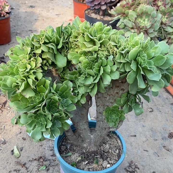 绿羊绒缀多肉植物74