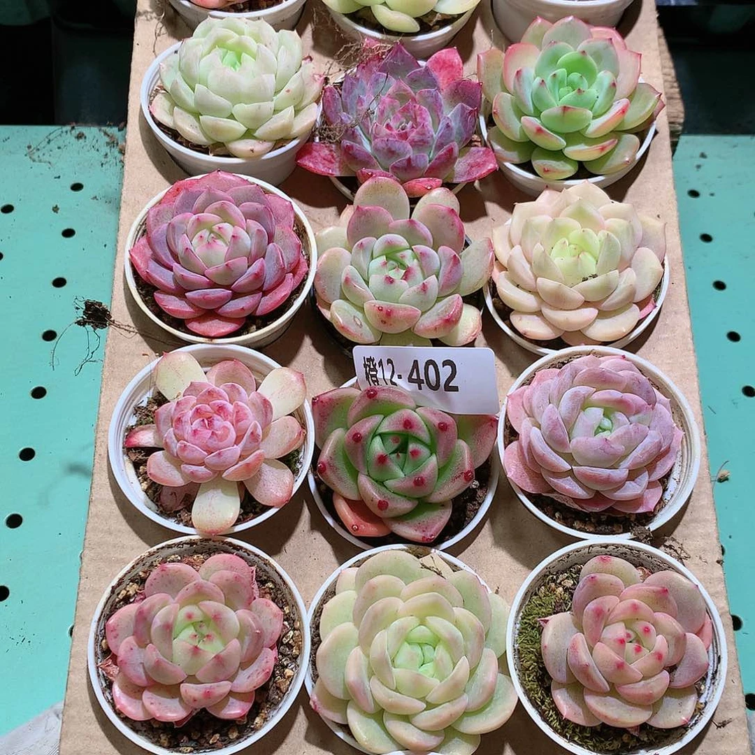 12-402一物一拍带盆18颗